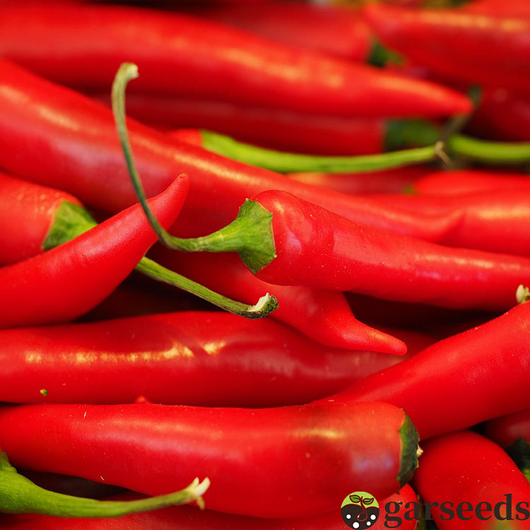 Sokoneo™ Graines de Piment_KG