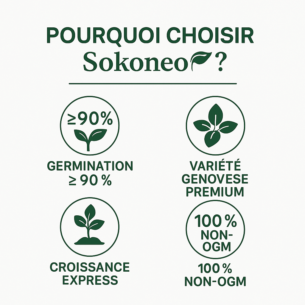 Sokoneo™ Graines de Basilic_ML
