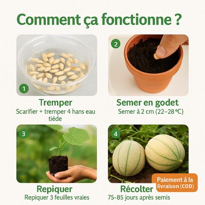 Sokoneo™ Graines de Melon_GN