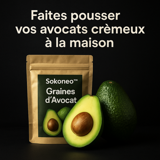 Sokoneo™ Graines d’Avocat_ML