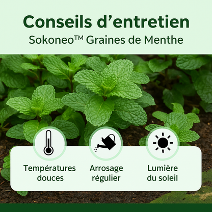 Sokoneo™ Graines de Menthe_ML