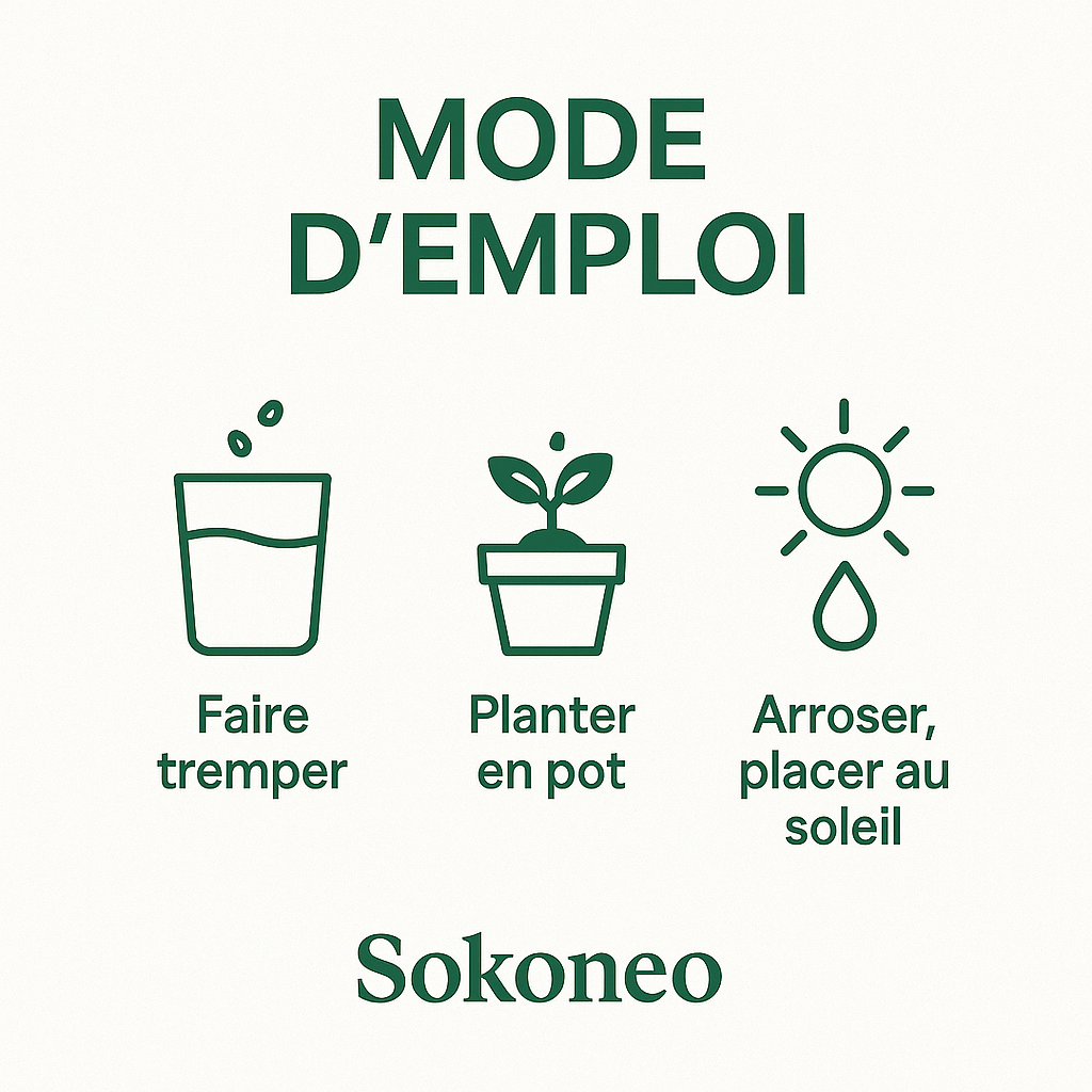 Sokoneo™ Graines de Basilic_ML
