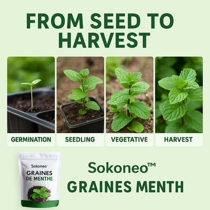 Sokoneo™ Graines de Menthe_ML