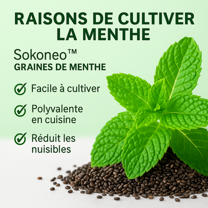 Sokoneo™ Graines de Menthe_ML