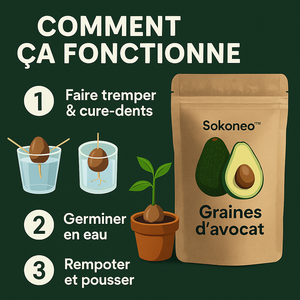 Sokoneo™ Graines d’Avocat_CD
