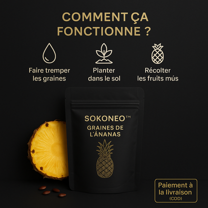 Sokoneo™ Graines de L’ananas_CD