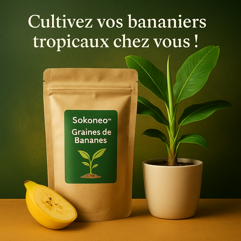 Sokoneo™ Graines de Bananes_CD