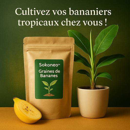 Sokoneo™ Graines de Bananes_ML