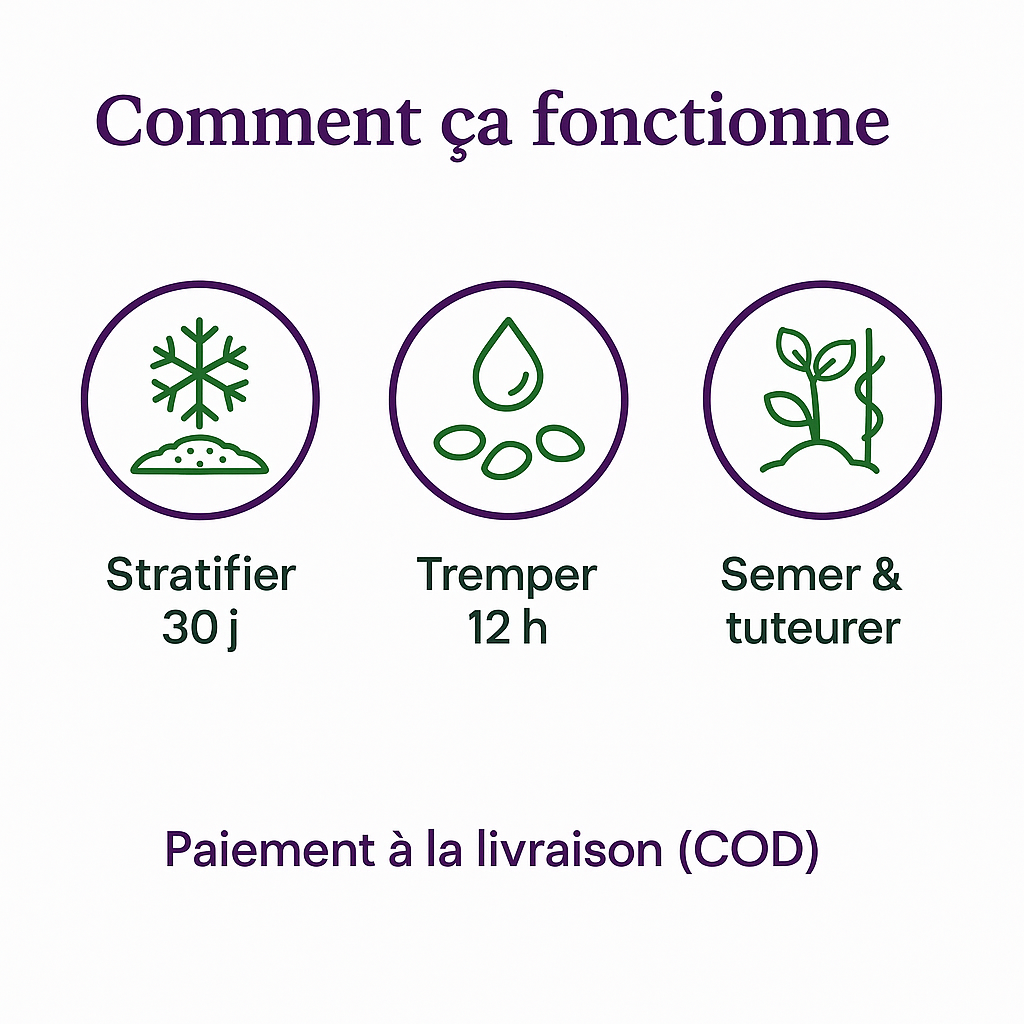 Sokoneo™ Graines de Raisin_CD