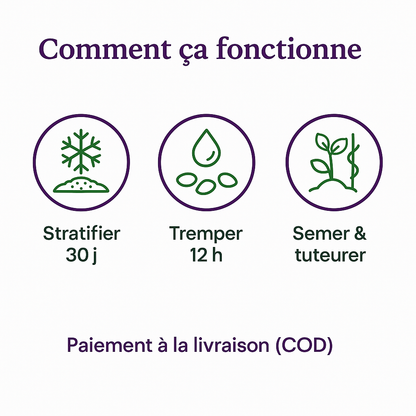 Sokoneo™ Graines de Raisin_CD