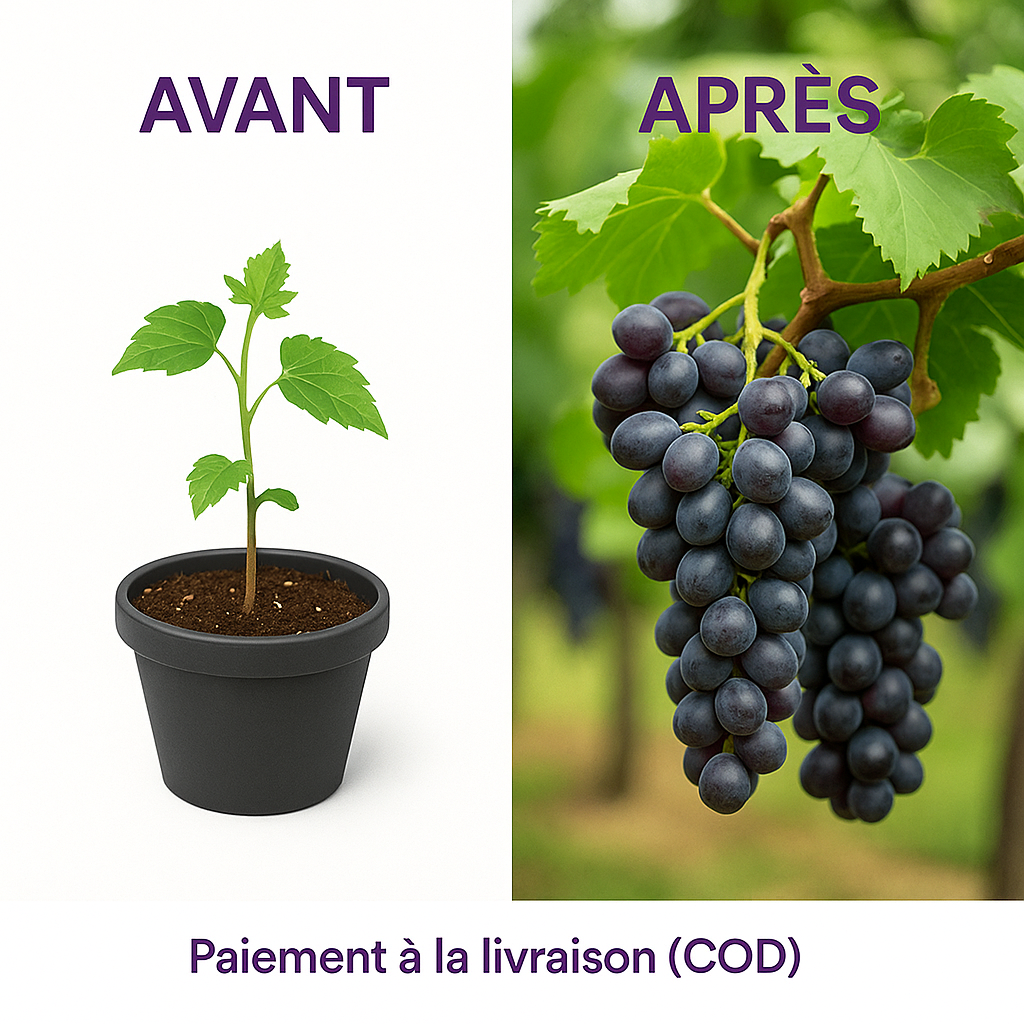 Sokoneo™ Graines de Raisin_CD