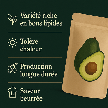 Sokoneo™ Graines d’Avocat_CD