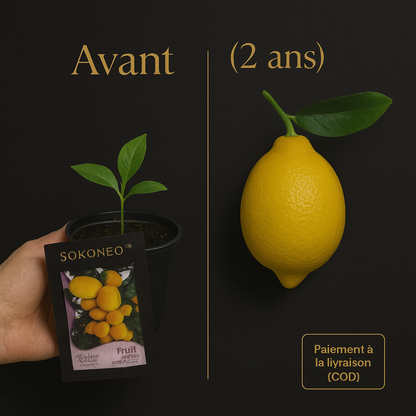 Sokoneo™ Graines de Citron_cd