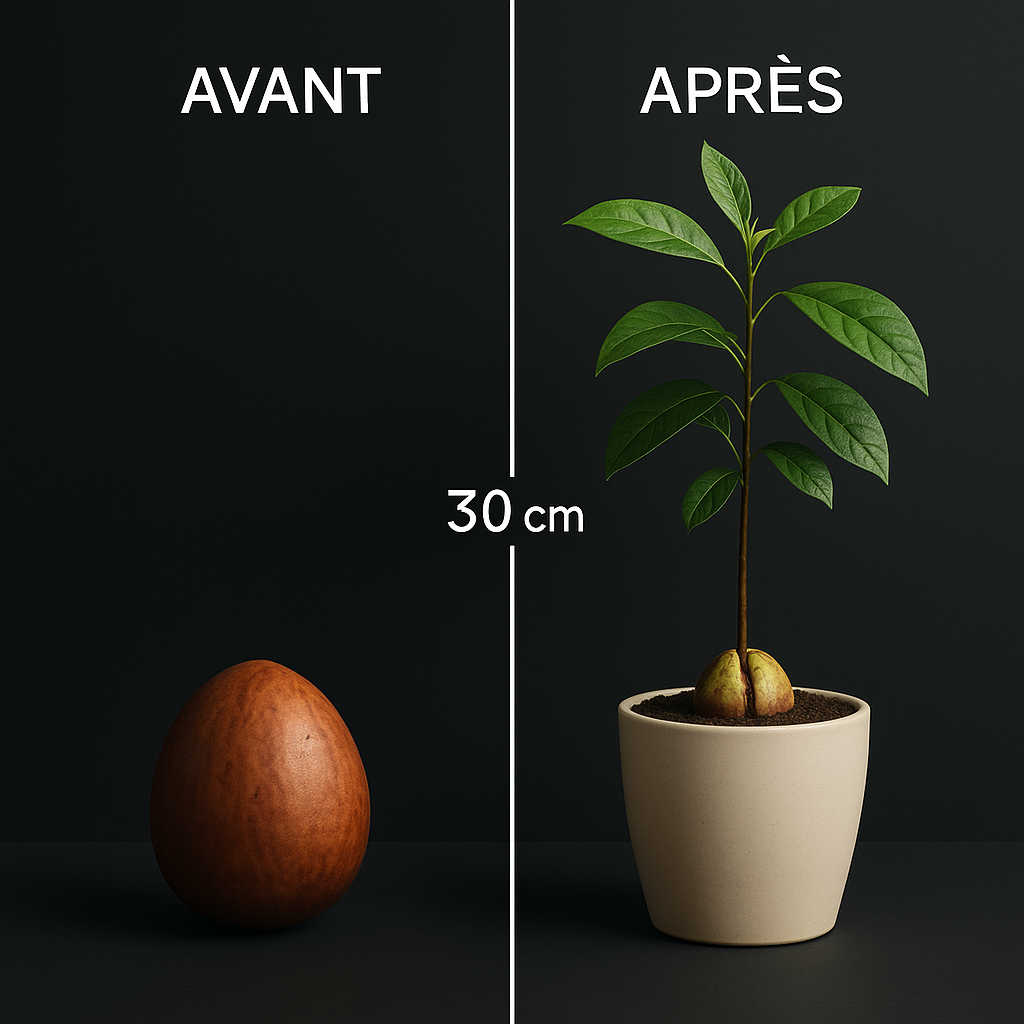 Sokoneo™ Graines d’Avocat_CD