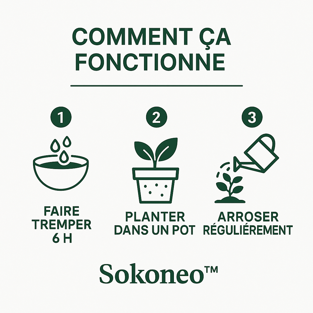 Sokoneo™ Graines de Basilic_ML