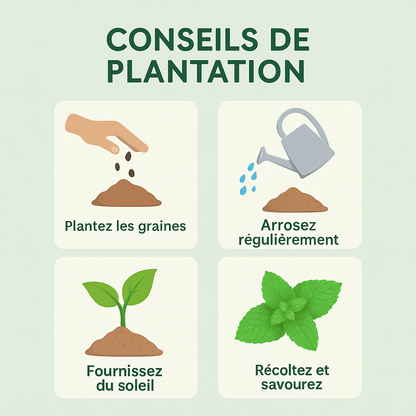 Sokoneo™ Graines de Menthe_ML