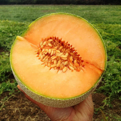 Sokoneo™ Graines de Melon_GN