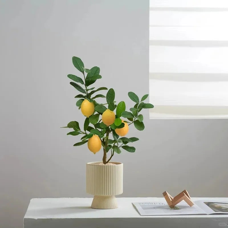 Sokoneo™ Graines de Citron_cd