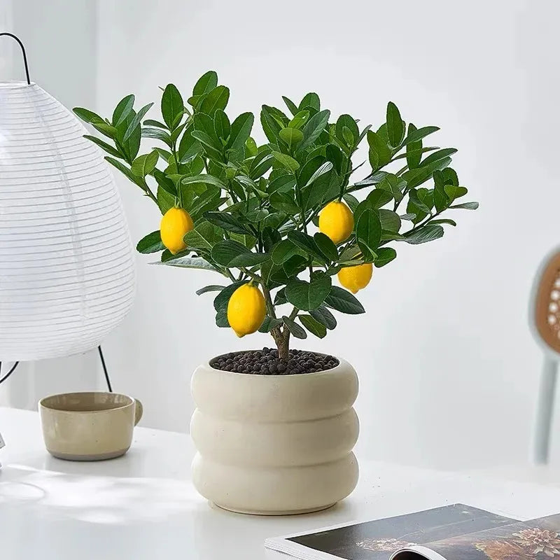 Sokoneo™ Graines de Citron_cd