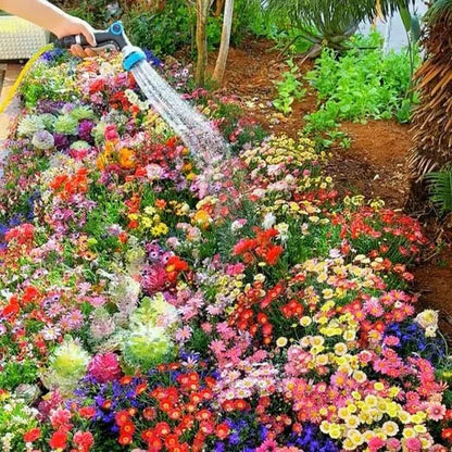 Sokoneo™ Graines de Fleurs_CD