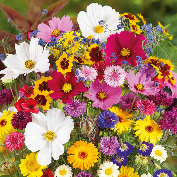 Sokoneo™ Graines de Fleurs_CD