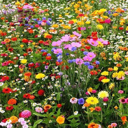 Sokoneo™ Graines de Fleurs_CD