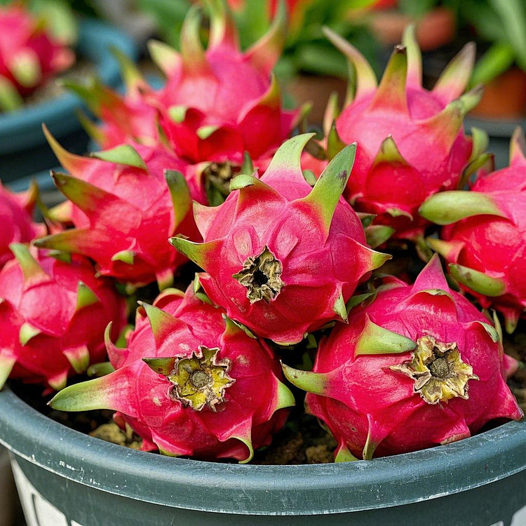 Sokoneo™ Graines de Pitaya (Fruit Du Dragon)_ML