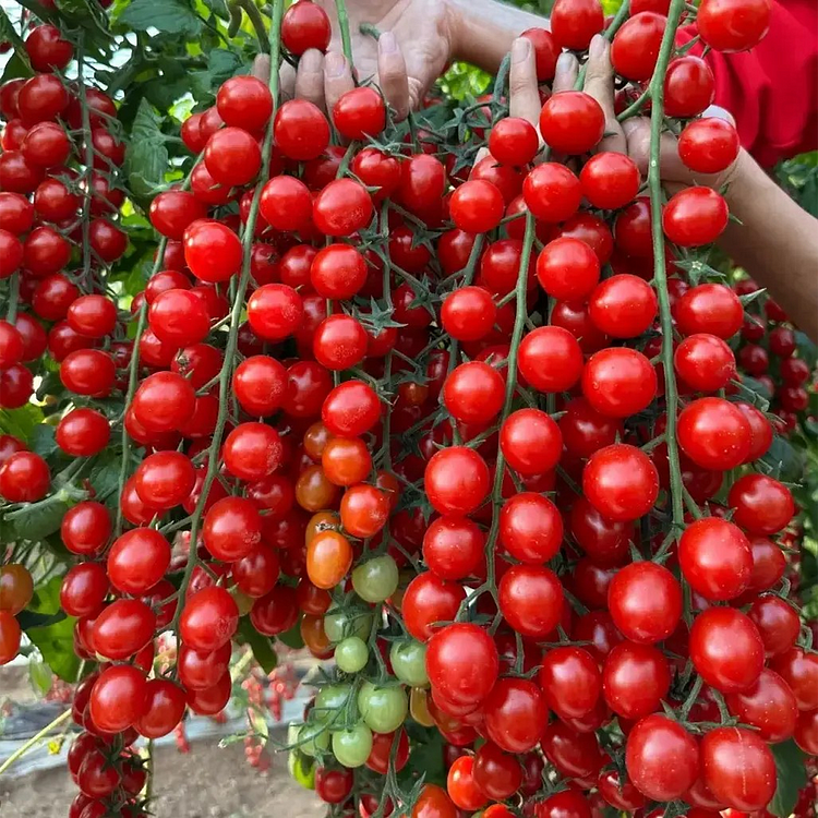 Sokoneo™ Tomate Cerise Cascade_ML