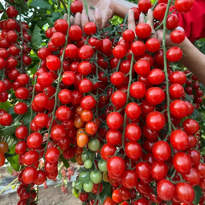 Sokoneo™ Tomate Cerise Cascade_ML