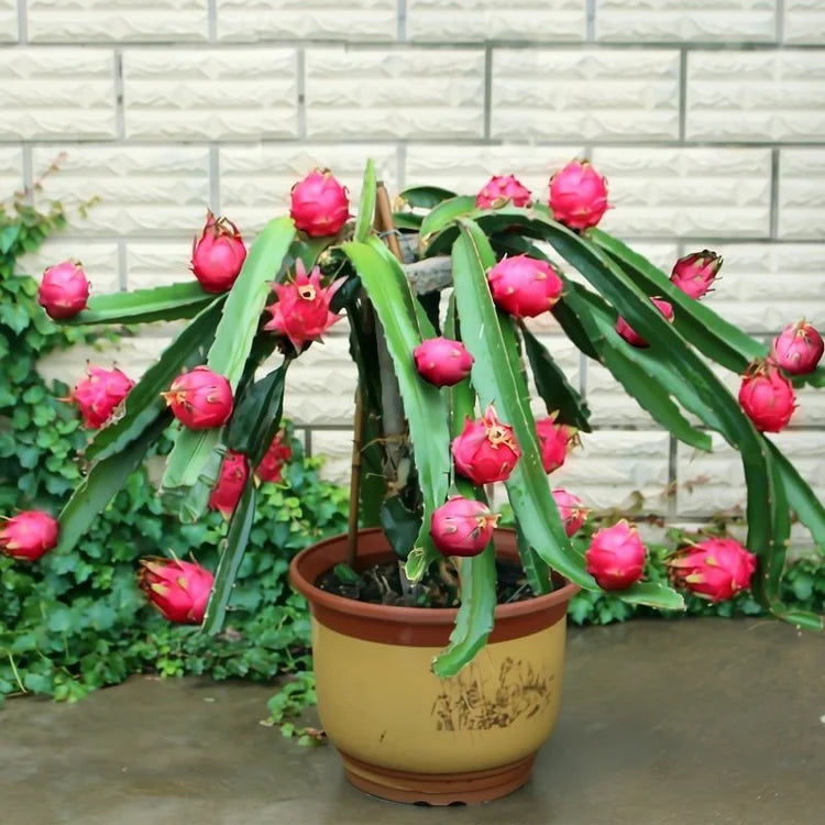 Sokoneo™ Graines de Pitaya (Fruit Du Dragon)_ML