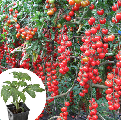 Sokoneo™ Tomate Cerise Cascade_ML