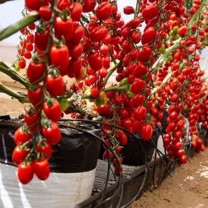 Sokoneo™ Tomate Cerise Cascade_ML