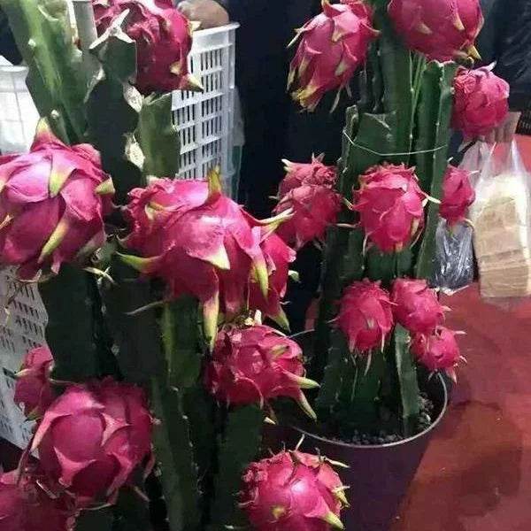 Sokoneo™ Graines de Pitaya (Fruit Du Dragon)_ML