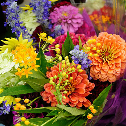 Sokoneo™ Graines de Fleurs_CD
