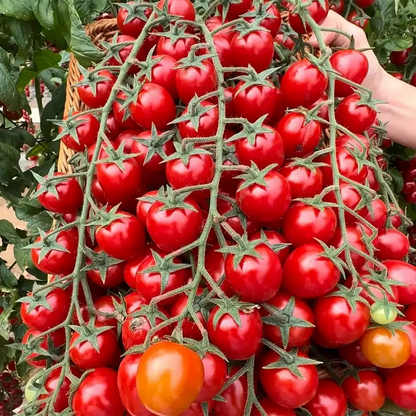 Sokoneo™ Tomate Cerise Cascade_ML