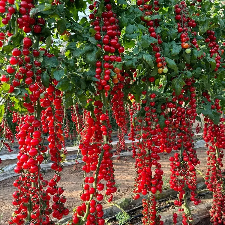 Sokoneo™ Tomate Cerise Cascade_ML