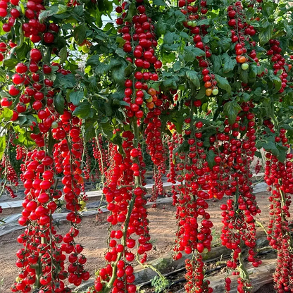 Sokoneo™ Tomate Cerise Cascade_ML