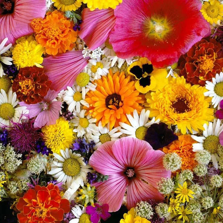 Sokoneo™ Graines de Fleurs_CD
