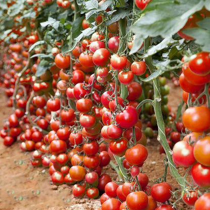 Sokoneo™ Tomate Cerise Cascade_ML